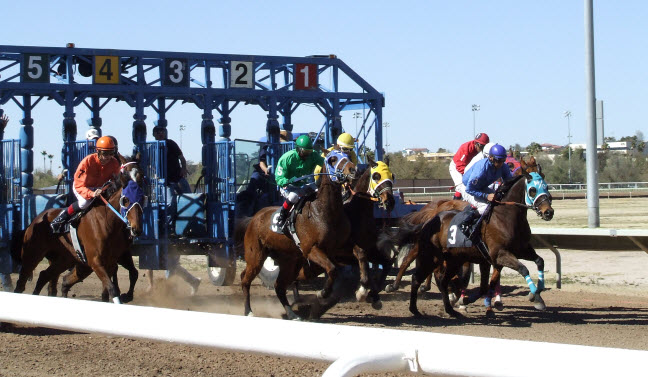 Starting gate at Rillito Park